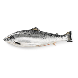 Salmon Whole Frozen dan Fresh