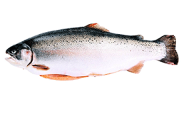 Trout Whole