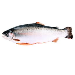 Trout Whole